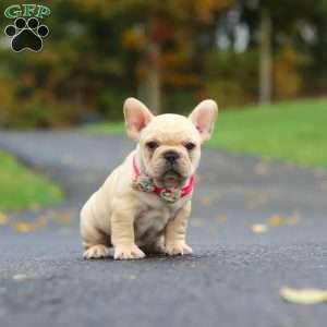 Allie, French Bulldog Puppy